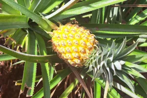 Gros plan sur un ananas mûr dans une plantation de la vallée d’Opunohu à Moorea