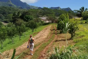 Hiker walking between cultivated plots at Opunohu Agricultural School with the mountains in the background