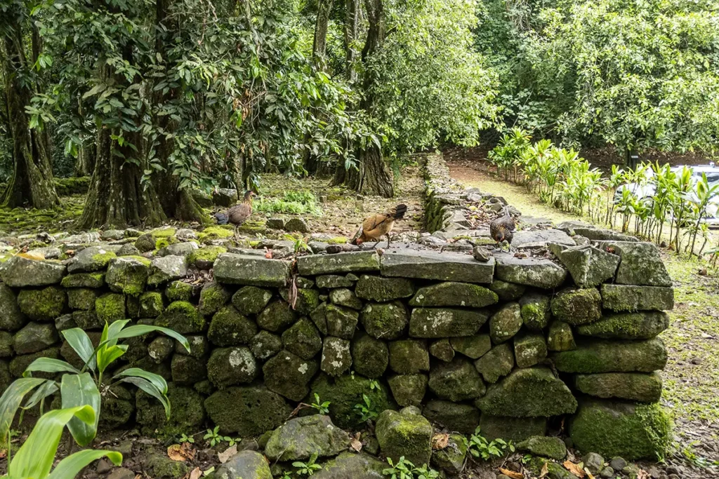 Des petites poules sur le mur d'un ancien Marae Polynésien à Moorea
