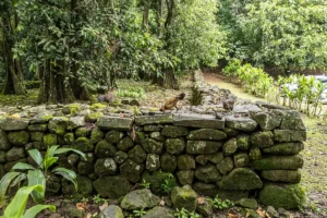Des petites poules sur le mur d'un ancien Marae Polynésien à Moorea