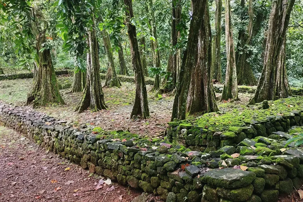 Des arbres tropicaux poussent au milieu d'un ancien Marae Polynésien à Moorea