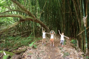 Participants dans la bambouseraie sur le sentier du col des Trois Cocotiers lors d’une randonnée avec guide à Moorea.