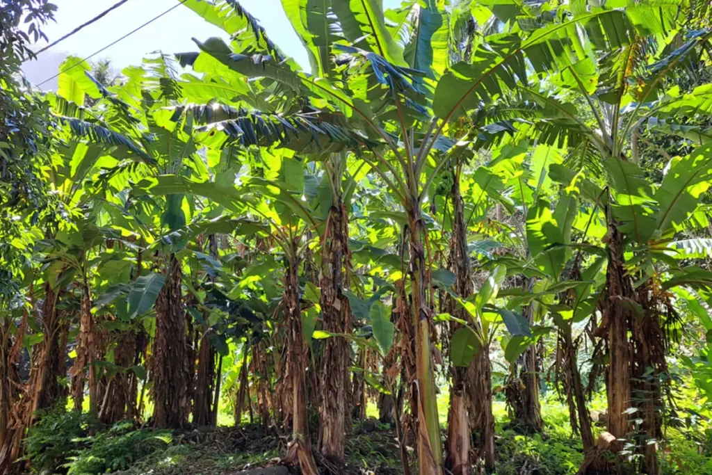 Un champ de bananiers ° Moorea