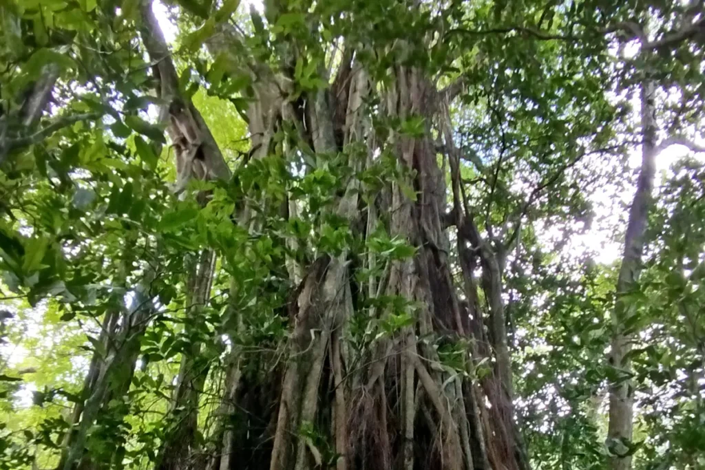 Vue sur les hauteurs d'un grand arbre tropical Banian. La lumière perce a travers les feuilles.