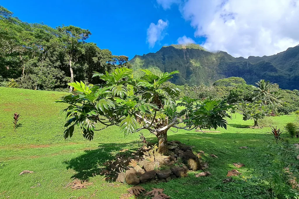 breadfruit-tree-uru-french-polynesia-moorea-island-tour