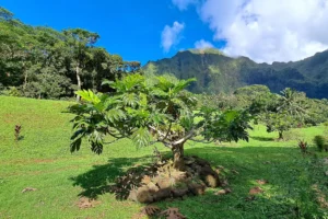 breadfruit-tree-uru-french-polynesia-moorea-island-tour