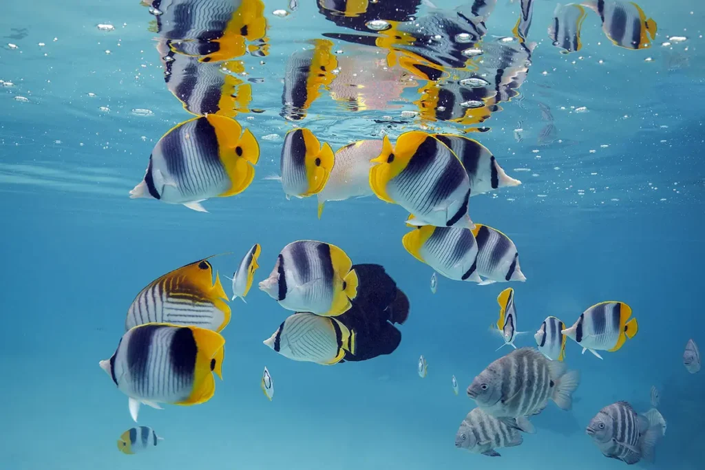 Vue sous l'eau d'un banc de poissons papillons dans le lagon de Moorea