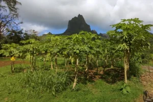Plantation de papayers avec montagnes de la caldera d’Opunohu au Lycée Agricole de Moorea