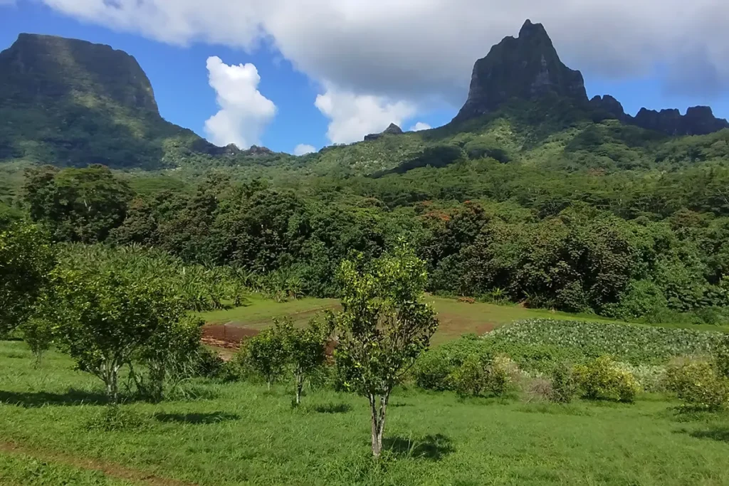 Les champs et citronniers de Moorea avec la montagne dent de requin au fond