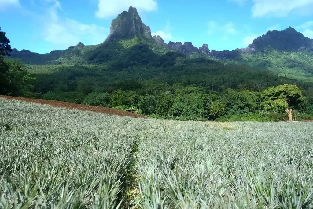 Au premier plan, un champ d'ananas. En arrière plan, les montagne volcanique de Moorea