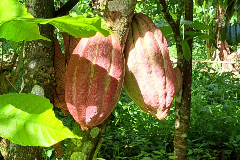 Les cacaoyers de l'exploitation de la chocolaterie Aroa à Moorea, lors d'une visite guidée de l'exploitation agricole
