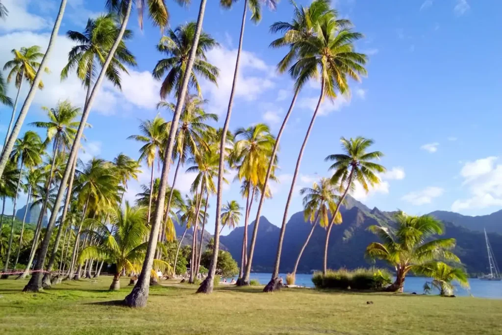 La cocoteraie de la plage Mareto à Moorea