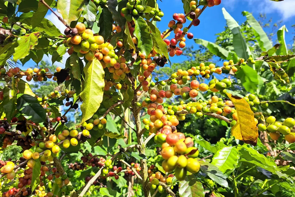 Des caféiers dans une plantation de l'exploitation agricole Aroa à Moorea