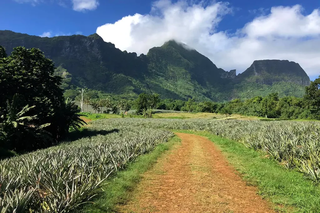 Un chemin de terre traverse les champs d'ananas de Moorea