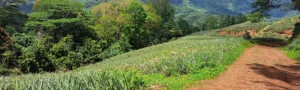 Panoramic view of a track through the pineapple fields of Opunohu Valley in Moorea