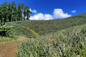 Des champs d'ananas sur les flancs d'une coline à Moorea. Un sentier sillonne les champs