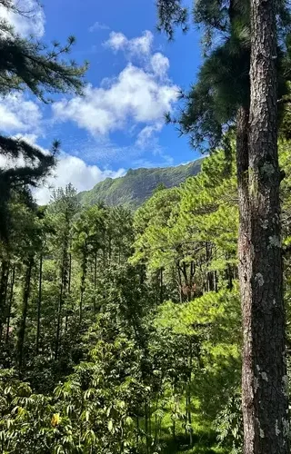 Les grands pins verts de la foret de Moorea au Tiki Parc lors d'une excursion en Polynésie