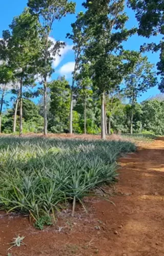 pineapple-field-moorea-guided-tour-private-activity