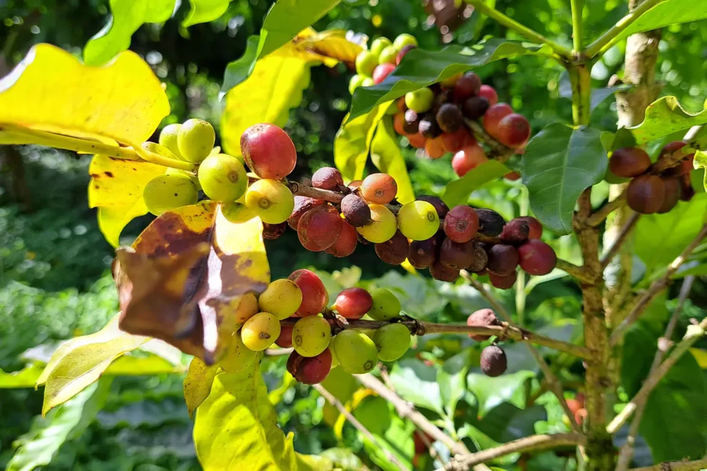 Les caféiers dans une plantation de la baie d'Opunohu à Moorea, lors d'une randonnée guidée