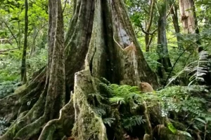 Gros plan sur des racines d'un arbre Mape à Moorea