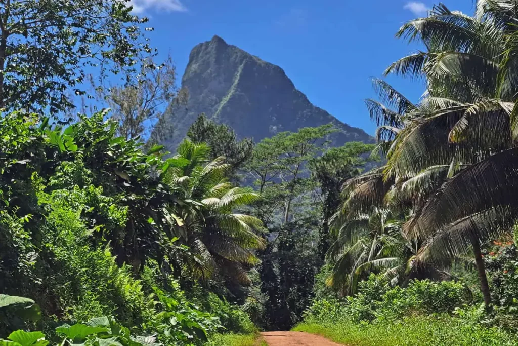 Un chemin de terre rouge descend entre des cocotiers, et au fond se tient la montagne Rotui de Moorea