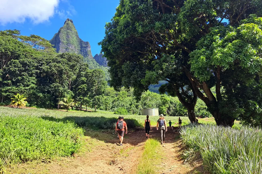 Un chemin a travers les champs d'ananas, lors d'une excursion privée à Moorea