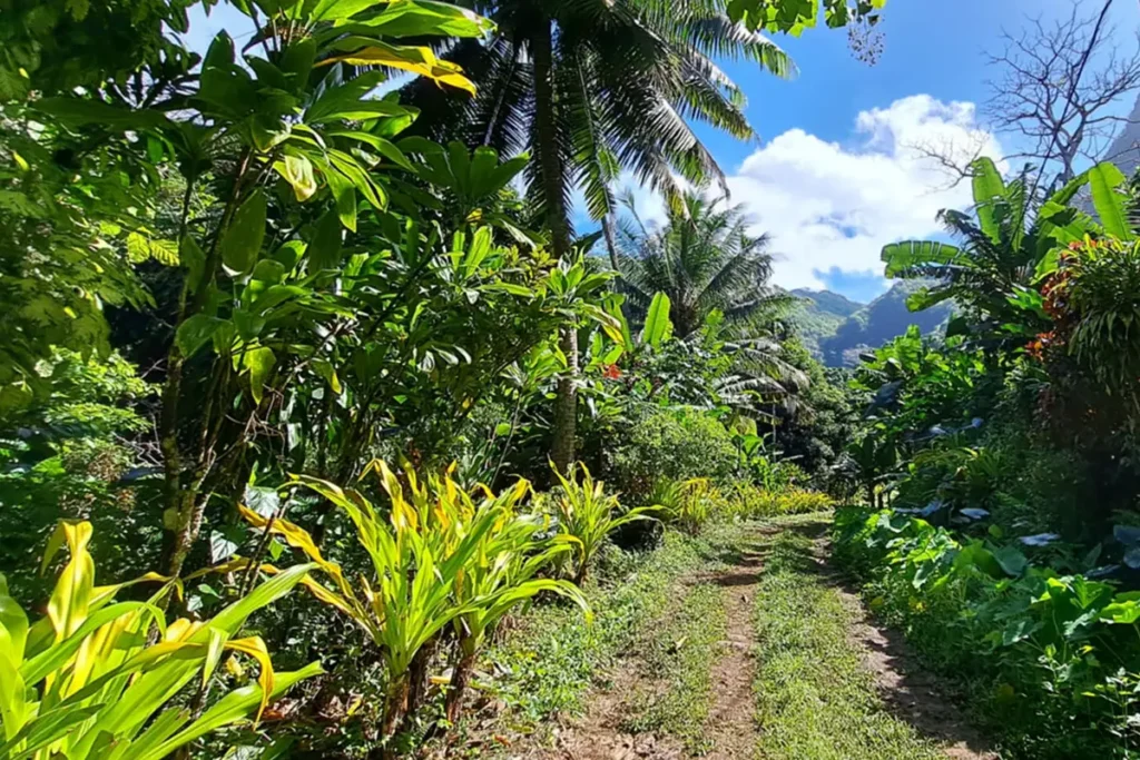 Un sentier avec une végétation tropicale luxuriante en Polynésie