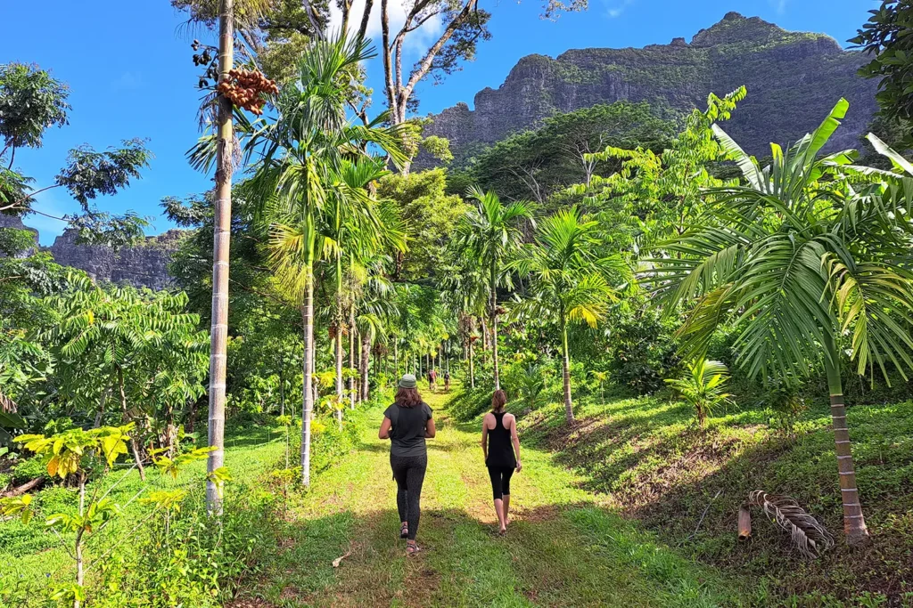 Sentier de randonnée guidée à Moorea à travers les plantation de cacao et palmiers