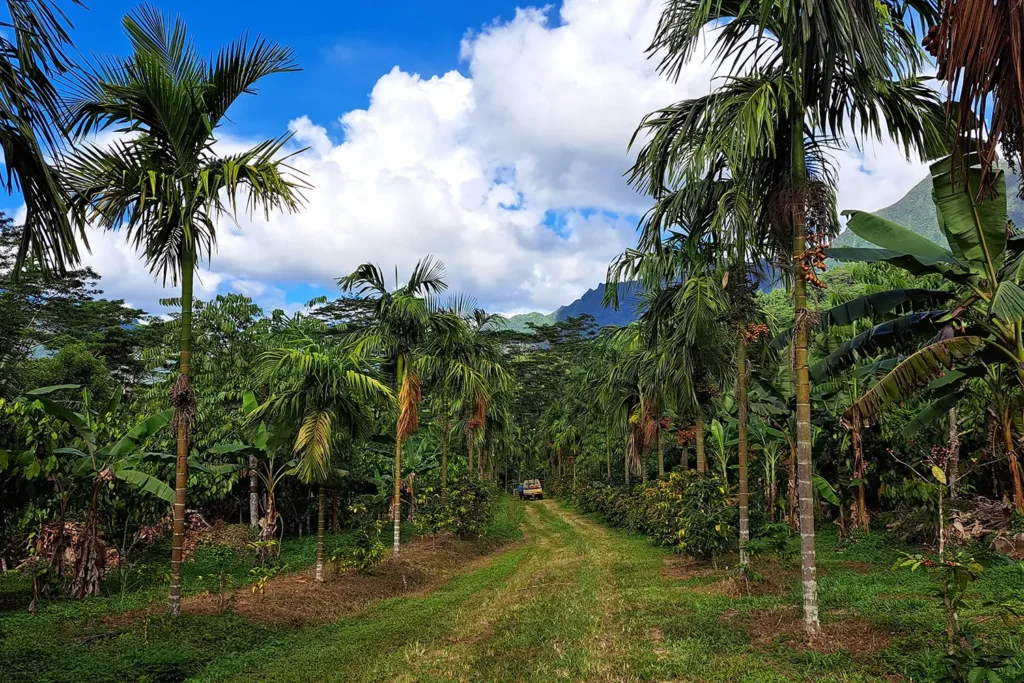 Chemin bordés de palmiers, randonnée à travers les plantations de cacaoyers et caféiers Aroa de Moorea