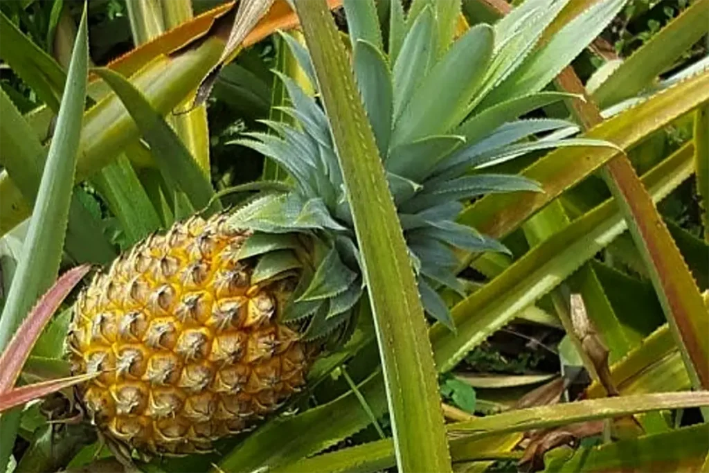 Un ananas qui pousse dans un champ ò Moorea