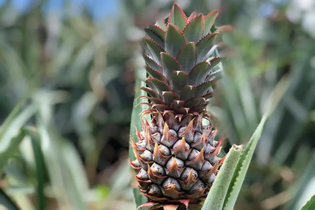 Un petit ananas qui pousse dans un champ à Moorea