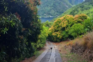 Shaded hiking path beneath large mango trees on the Faa Roa Magic Mountain route in Moorea