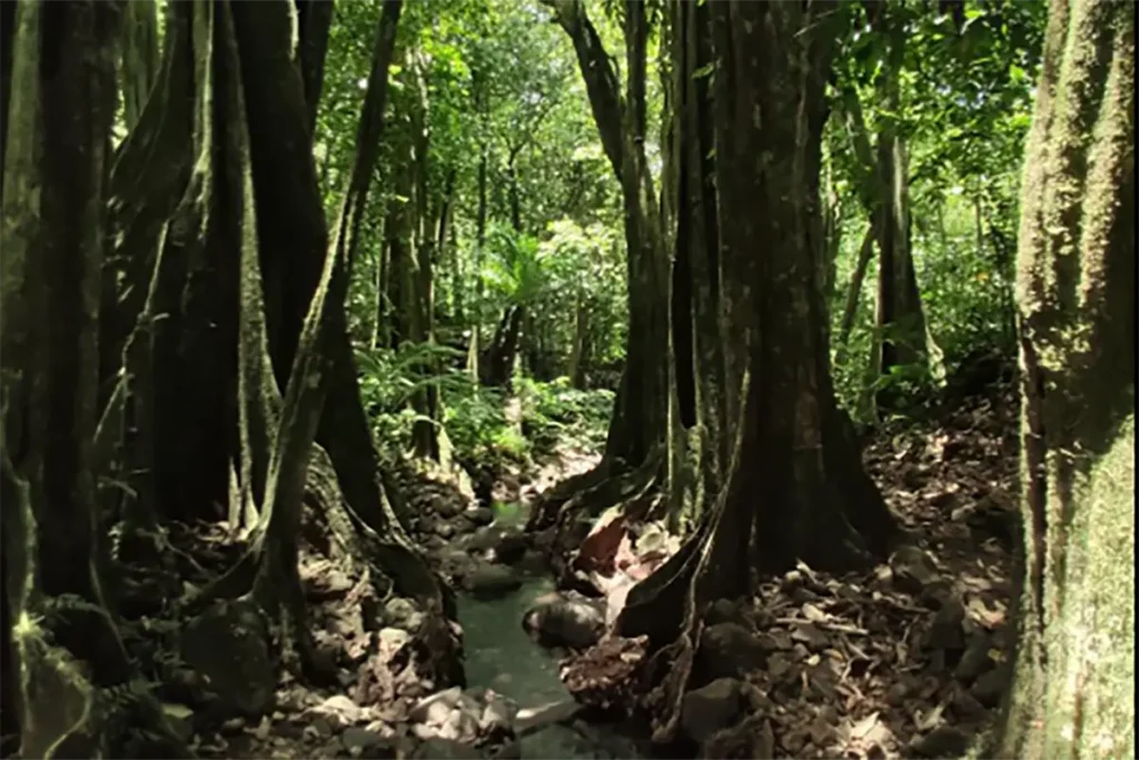 De grands arbres polynésiens Mape avec de longues et plates racines