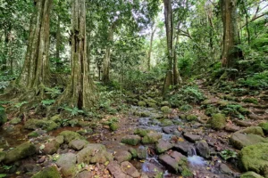 Forêt de mape et petit cours d’eau sur le parcours de la randonnée guidée du col des Trois Cocotiers à Moorea.