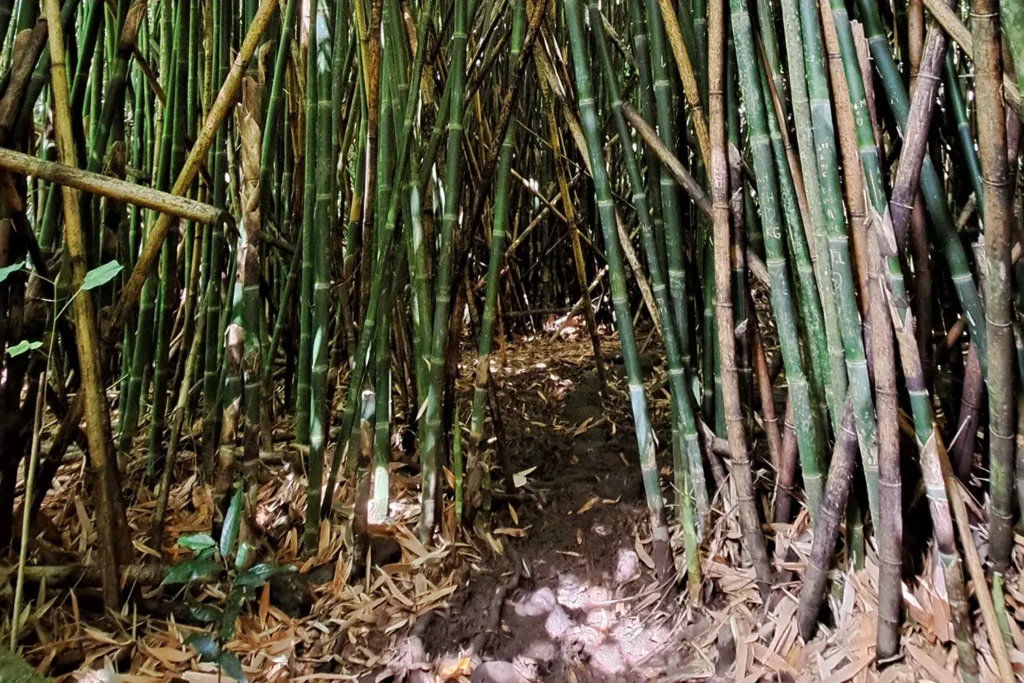 Petit sentier au cœur d’une dense bambouseraie lors d’une excursion guidée en nature à Moorea.