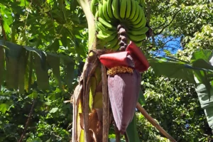 Gros plan sur une fleur de bananier violette et un régime de bananes dans les plantations d’Opunohu