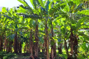 Rows of banana plants in the plantations of Opunohu Agricultural School in Moorea