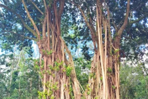 Immense banian avec racines aériennes dans la vallée d’Opunohu à Moorea