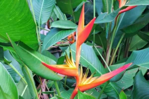 Fleur d’oiseau de paradis orange et rouge dans la végétation tropicale près de la cascade de la Vaioro