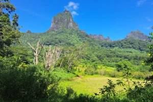 Volcanic peak and lush vegetation in the heart of the Opunohu caldera during a guided excursion in Moorea