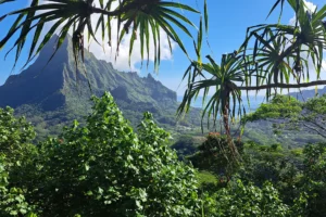 View of Cook Bay and Mount Rotui from the heights of 3 Pinus in Moorea