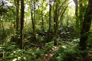 Deux randonneurs progressant sur un sentier étroit au cœur de la forêt tropicale pendant la randonnée guidée des Trois Cocotiers à Moorea