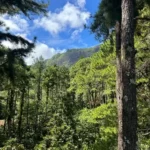 Les grands pins verts de la foret de Moorea au Tiki Parc lors d'une excursion en Polynésie