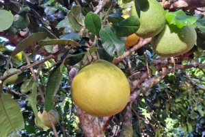 Large grapefruits growing on a fruit tree in the orchards of Opunohu Agricultural School