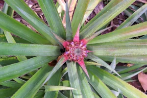 Gros plan sur un petit ananas rose en croissance dans une plantation de Moorea