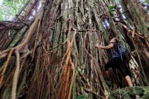 Guide among the spectacular roots of a banyan tree in Moorea’s tropical forest