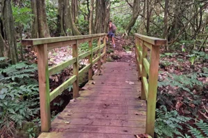 Randonneuse traversant un petit pont de bois en forêt sur le parcours des Trois Cocotiers à Moorea.