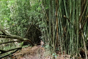 Participants progressant dans la bambouseraie pendant un tour guidé au col des Trois Cocotiers à Moorea.