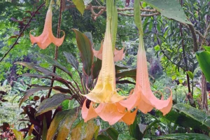 Grandes fleurs tropicales orangées suspendues dans la végétation sur le chemin de la cascade de la Vaioro