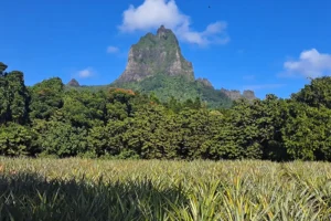 Moorea pineapple fields with a volcanic peak rising over Opunohu Valley